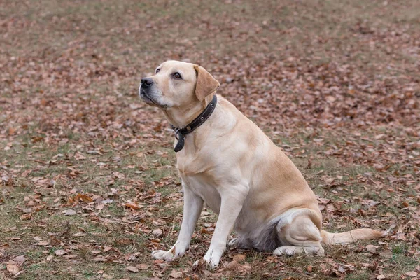 Carino labrador retriever è seduto nel parco autunnale. Animali da compagnia . — Foto Stock