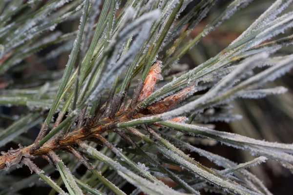 Beautiful green branch of the pine with young cones covered snow and hoarfrost. Close up. — Stockfoto