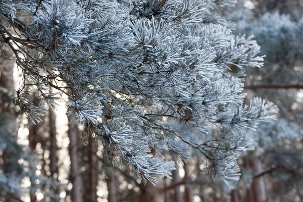 Las ramas verdes de la nieve cubierta de pino y las heladas están brillando en los rayos del sol de invierno. Estaciones del año . — Foto de Stock