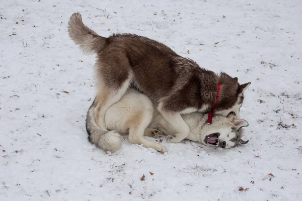 Due husky siberiani stanno giocando nel parco invernale. Animali da compagnia . — Foto Stock