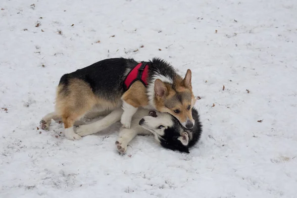 Kış parkında şirin pembroke corgi ve Sibirya husky 'si oynuyorlar. Evcil hayvanlar.. — Stok fotoğraf