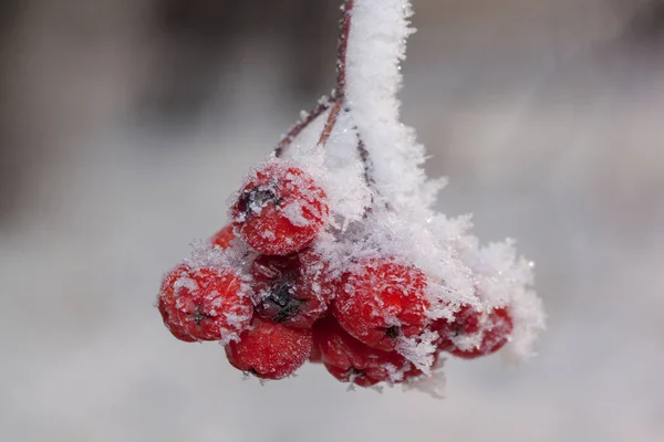 Hóval és rekedtséggel borított evezős fa bogyói. Közelről.. — Stock Fotó