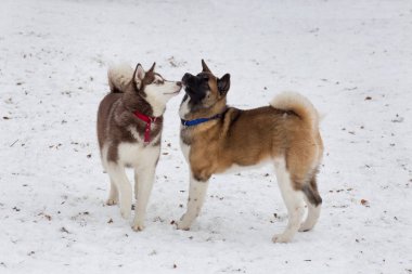 Şirin Amerikan akita köpeği ve Sibirya kurt köpeği kış parkında oynuyorlar. Evcil hayvanlar..
