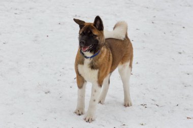 Şirin Amerikan akita köpeği kış parkında beyaz karın üzerinde duruyor. Evcil hayvanlar..