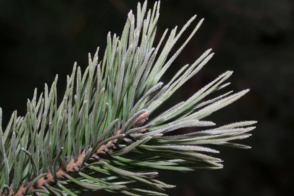 Den gröna grenen av tallen är täckt hjorfrost. Närbild. — Stockfoto
