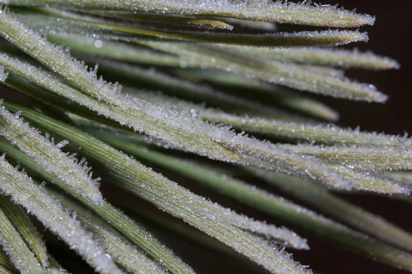 Green needles of a pine branch covered with hoarfrost. Close up. — ストック写真