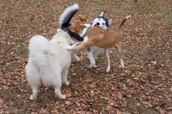 Lindo husky siberiano y dos perros de raza múltiple están jugando en el parque de otoño . —  Fotos de Stock