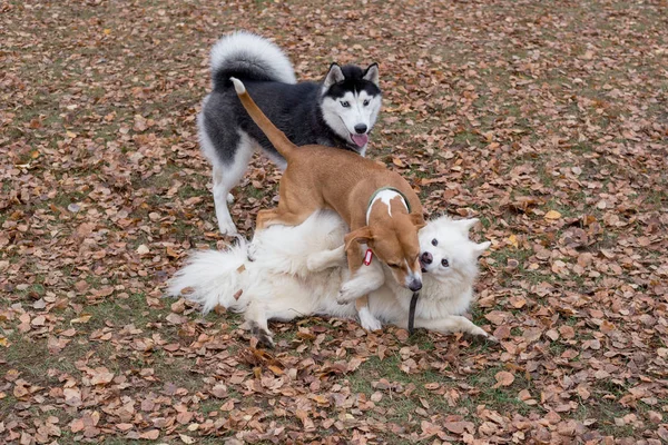 Negro y blanco siberiano husky y dos perros de raza múltiple están jugando en el parque de otoño . —  Fotos de Stock