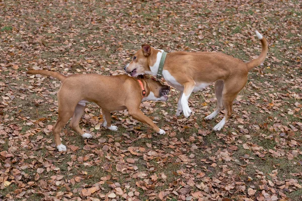 Милый американский стаффордширский терьер и многородная собака играют в осеннем парке. Животные . — стоковое фото