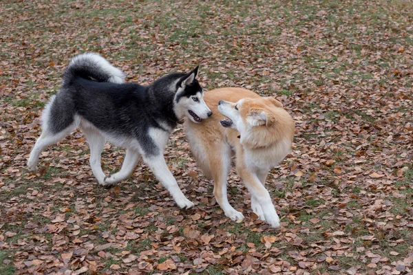 Siberiano husky y akita inu cachorro están jugando en el parque de otoño. Animales de compañía . —  Fotos de Stock