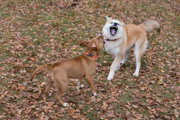 Lindo americano staffordshire terrier cachorro y akita inu cachorro están jugando en el parque de otoño. Animales de compañía . —  Fotos de Stock