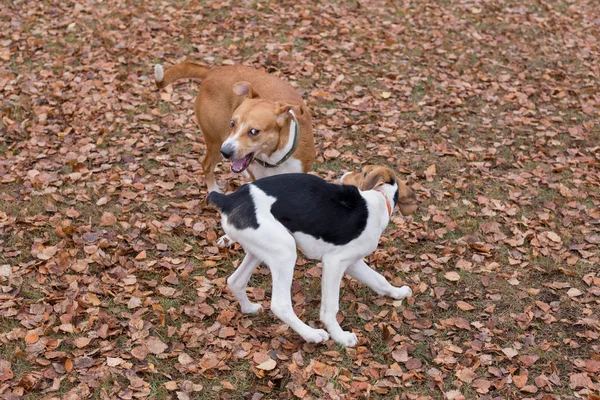 Little estonian hound puppy and multibred dog are playing in the autumn park. Pet animals. — Stock Photo, Image