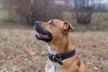 Amerikan pitbull teriyerinin sonbahar parkındaki portresi. Evcil hayvanlar..