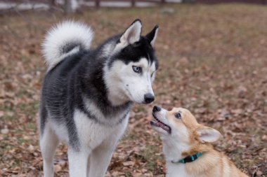 Sonbahar parkında Sibirya Husky ve pembroke welsh corgi puppy oynuyorlar. Evcil hayvanlar..