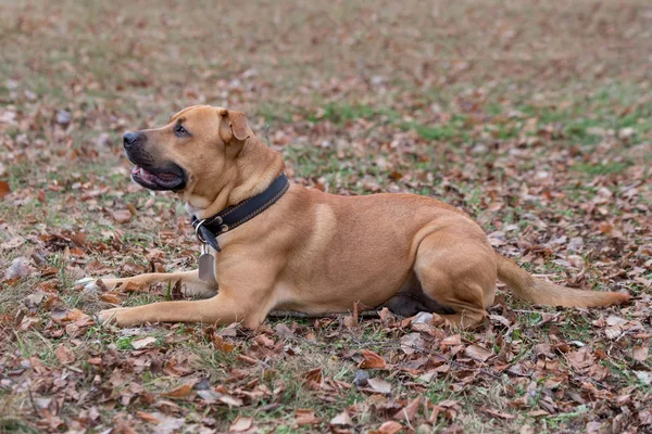 Carino cucciolo americano pit bull terrier è sdraiato su foglie d'arancia nel parco autunnale. Animali da compagnia . — Foto Stock