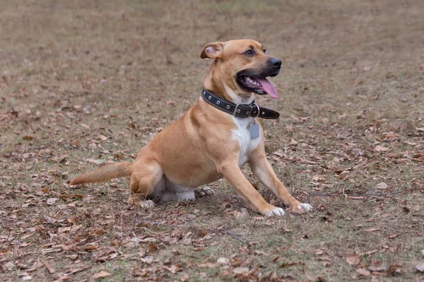 Cute American pit bull terrier filhote de cachorro está sentado em folhas de laranja no parque de outono. Animais de companhia . — Fotografia de Stock