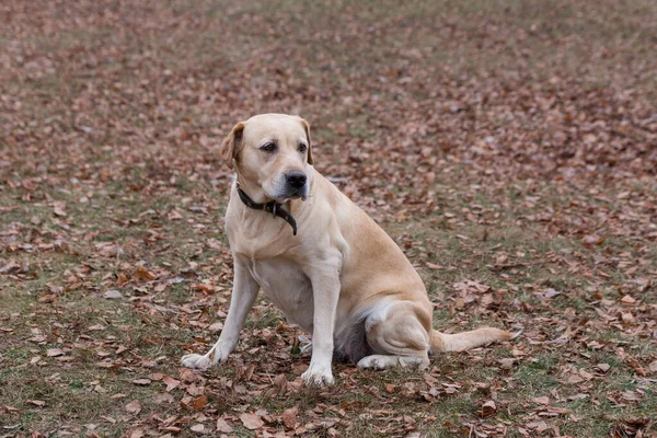 Roztomilý labrador retrívr sedí v podzimním parku. Domácí zvířata. — Stock fotografie