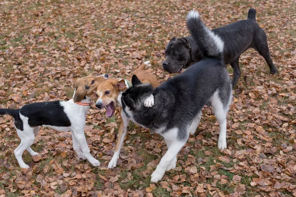 Husky siberiano, corso de caña, perro sabueso estonio y perro de raza múltiple están jugando en el parque de otoño . —  Fotos de Stock