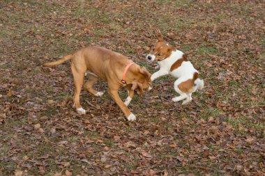 Jack russell terrier köpek yavrusu ve Amerikan staffordshire terrier köpek sonbahar parkta oynuyor. Evcil hayvanlar.