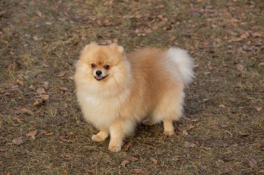 Şirin Pomeranian Spitz kameraya bakıyor. Evcil hayvanlar..