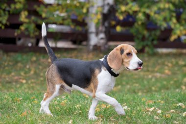 İngiliz av köpeği sonbahar parkında yürüyor. Evcil hayvanlar..