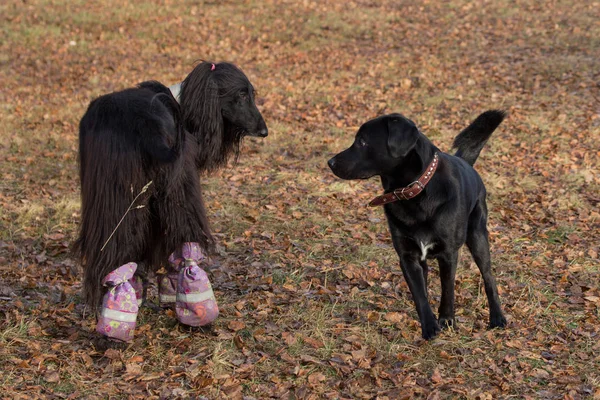 Labrador retriever y el perro afgano están jugando en el parque de otoño. Animales de compañía . —  Fotos de Stock