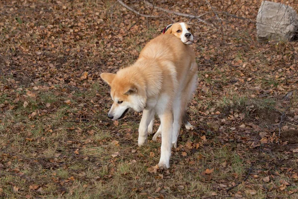 Lindo americano staffordshire terrier cachorro y akita inu cachorro están jugando en el parque de otoño. Animales de compañía . —  Fotos de Stock