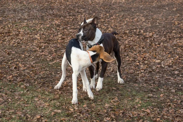 Americký staffordshire teriér a estonské štěně si hrají v podzimním parku. Domácí zvířata. — Stock fotografie