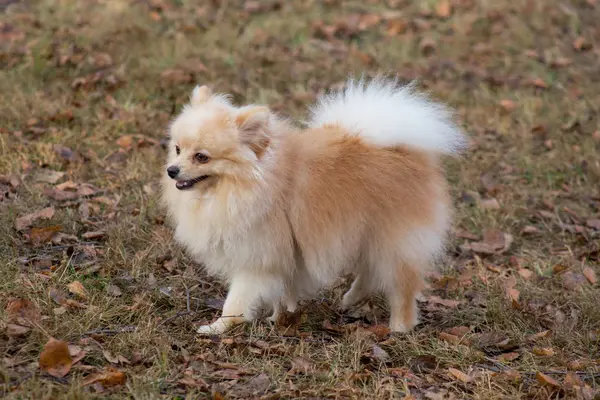 Lindo spitz pomeraniano está caminando en el parque de otoño. Animales de compañía . —  Fotos de Stock