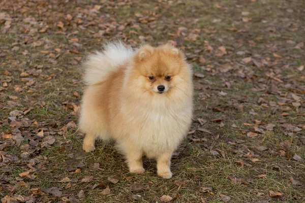 Şirin Pomeranian Spitz sonbahar parkında duruyor. Evcil hayvanlar.. — Stok fotoğraf