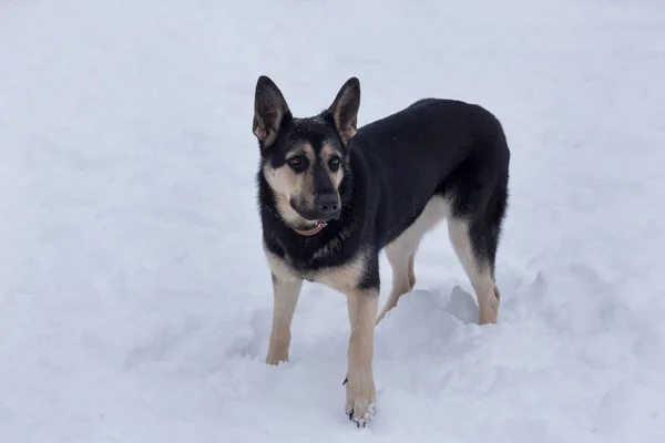 Östeuropeisk herde står på en vit snö i vinterparken. Sällskapsdjur. — Stockfoto