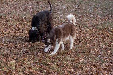 Şirin Sibirya köpekleri ve Afgan tazıları sonbahar parkındaki izleri kokluyorlar. Evcil hayvanlar..