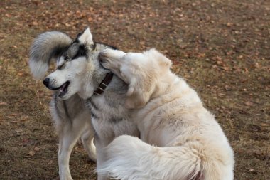 Sevimli sibirya husky ve çok kültürlü köpek sonbahar parkta oynuyor.