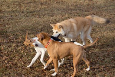 Şirin amstaff köpek yavrusu, akita inu puppy ve Estonya av köpeği sonbahar parkında oynuyorlar. Evcil hayvanlar..