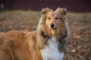 Şirin Scotch collie sonbahar parkında duruyor. Kapatın. Evcil hayvanlar..