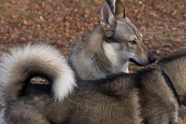 Chien de loup tchécoslovaque dans le parc d'automne. Animaux de compagnie . — Photo