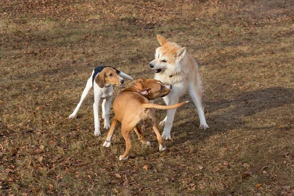 Amstaff kiskutya, akita inu kiskutya és észt kutyakölyök játszanak az őszi parkban. Háziállatok. — Stock Fotó