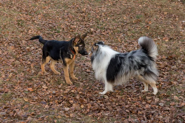 Cute german shepherd puppy and scotch collie is playing in the autumn park. Pet animals. — 스톡 사진