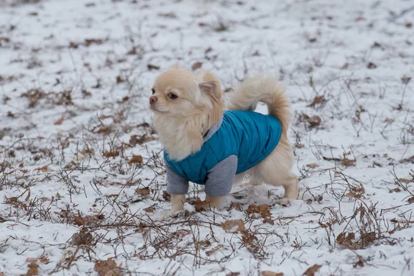Carino chihuahua in cappotto animale domestico è in piedi nel parco invernale. Animali da compagnia . — Foto Stock