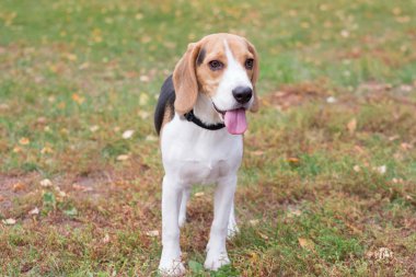 Tatlı köpek yavrusu sonbahar parkında duruyor. Evcil hayvanlar..