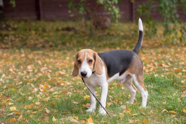 Sevimli beagle köpek yavrusu dişleri bir ağacın bir dal tutuyor. Evcil hayvanlar.