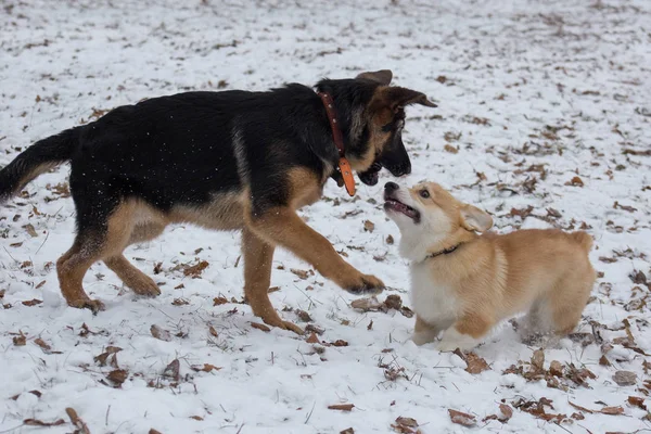 Cute german shepherd puppy and pembroke welsh corgi puppy are playing in the winter park. Pet animals. — Stock Photo, Image