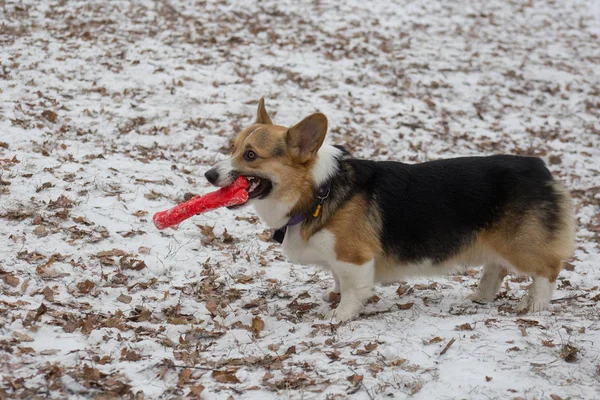 Lindo pembroke corgi galés está de pie en el parque de invierno con juguete para perros. Animales de compañía . —  Fotos de Stock