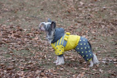 Güzel evcil hayvan elbiseli Çin armalı köpek sonbahar parkında duruyor. Evcil hayvanlar..