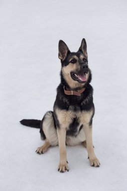 Doğu Avrupa çobanı kış parkında beyaz bir karın üzerinde oturuyor. Evcil hayvanlar..