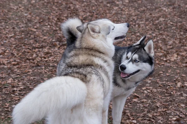 Dois bonitos husky siberiano estão jogando no parque de outono. Animais de companhia . — Fotografia de Stock