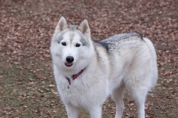 Mignon husky sibérien regarde la caméra. Animaux de compagnie . — Photo