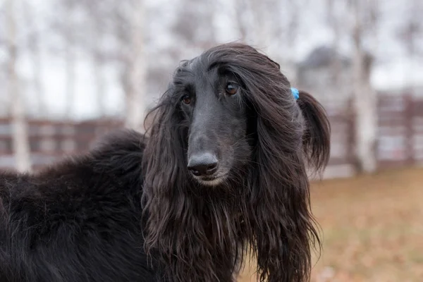 Ritratto di simpatico segugio afgano. Levriero orientale o levriero persiano. Animali da compagnia. Cane di razza pura . — Foto Stock