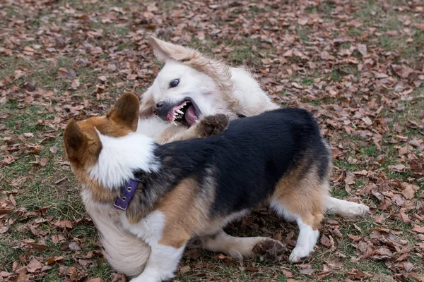 Pembroke welsh corgi and labrador retriever are playing in the autumn park. Pet animals. — 스톡 사진