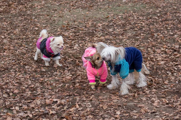 Chinese crested dog and two chihuahua are playing in the autumn park. Pet animals — 스톡 사진